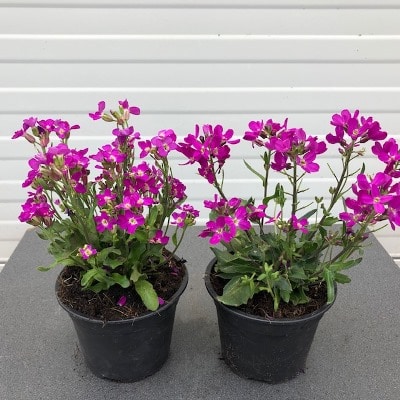 Arabis blepharophylla 'Rose Delight'