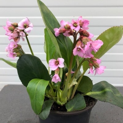 Bergenia 'Rosi Klose'