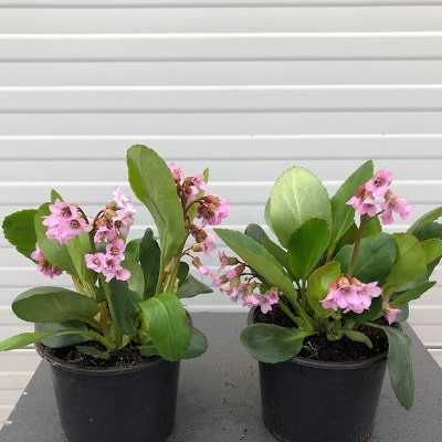 Bergenia 'Rosi Klose'