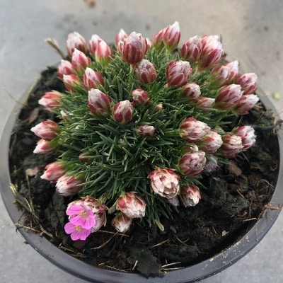 Armeria juniperifolia 'New Zealands Form'