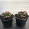 Armeria juniperifolia 'New Zealands Form'