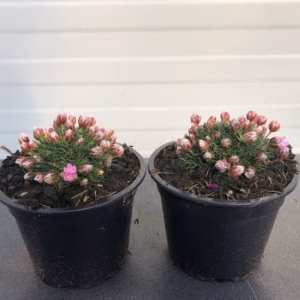 Armeria juniperifolia 'New Zealands Form'