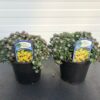 Sedum spat. 'Cape Blanco'