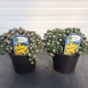 Sedum spat. 'Cape Blanco'