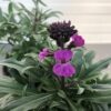 Erysimum hybride 'Bowles Mauve'