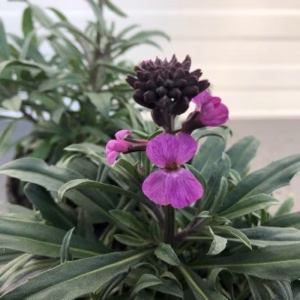 Erysimum hybride 'Bowles Mauve'