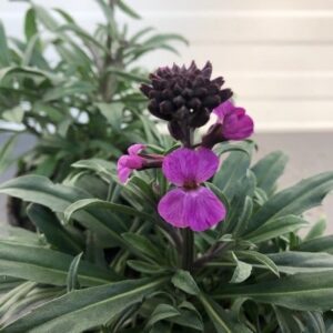Erysimum hybride 'Bowles Mauve'