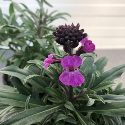 Erysimum (Muurbloem of steenraket)