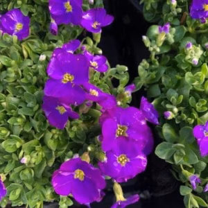 Aubrieta (Blauwkussen)