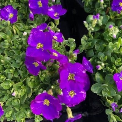 Aubrieta (Blauwkussen)