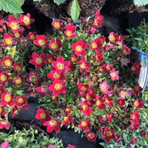 Saxifraga arendsii 'Alpino Red'