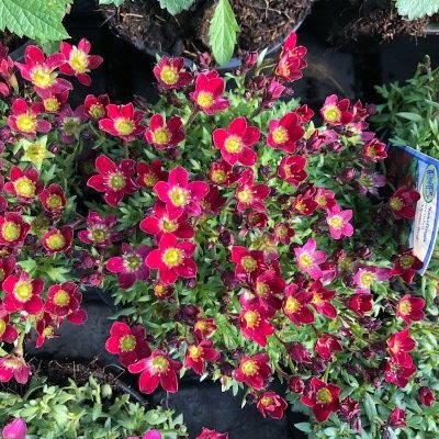 Saxifraga arendsii 'Alpino Red'