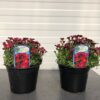 Saxifraga arendsii Alpino Early Pink