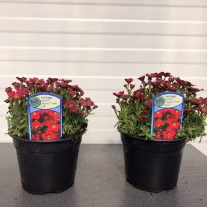 Saxifraga arendsii Alpino Early Pink