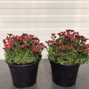 Saxifraga arendsii Alpino Early Pink