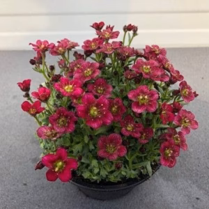 Saxifraga arendsii Alpino Early Pink