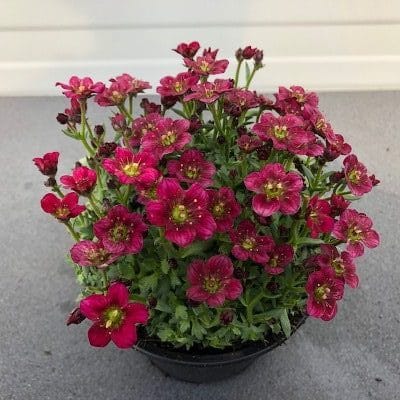 Saxifraga arendsii Alpino Early Pink