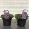 Thymus praecoc 'Pink Chintz'
