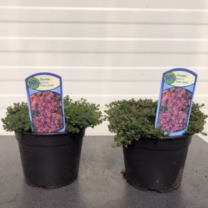 Thymus praecoc 'Pink Chintz'