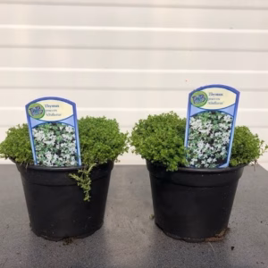 Thymus praecoc 'Albiflorus'