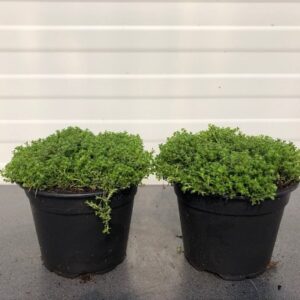 Thymus praecoc 'Albiflorus'