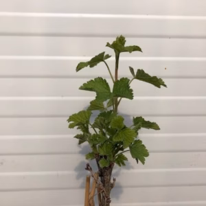 Ribes r. 'witte parel'