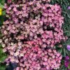 Saxifraga arendsii 'Neon Rose'