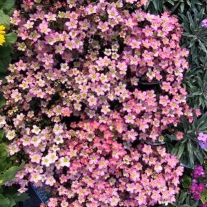 Saxifraga arendsii 'Neon Rose'