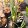 Edgeworthia chrysantha 'Grandiflora' (Papierstruik)