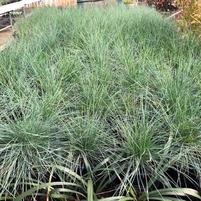 Festuca glauca 'Elijah Blue' (Blauw schapengras)