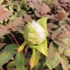 Paeonia suffruticosa. wit (boompioen)