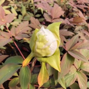 Paeonia suffruticosa. wit (boompioen)