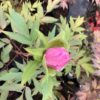 Paeonia suffruticosa lila (boompioen)