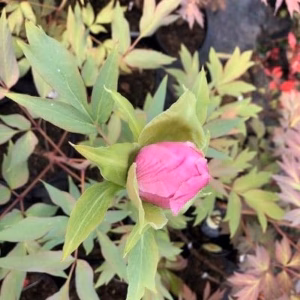 Paeonia suffruticosa lila (boompioen)
