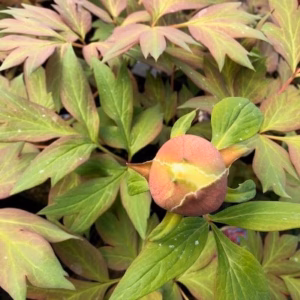 Paeonia suffruticosa geel (boompioen)