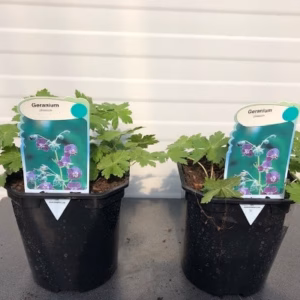 Geranium phaeum (Donkere ooievaarsbek)