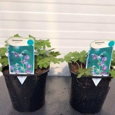 Geranium phaeum (Donkere ooievaarsbek)