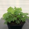 Geranium phaeum (Donkere ooievaarsbek)