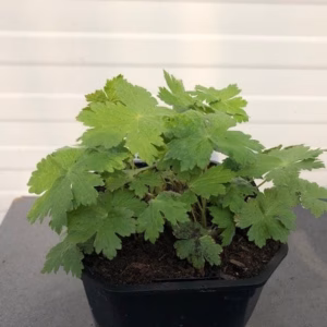 Geranium phaeum (Donkere ooievaarsbek)