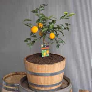 Citroenboomje in een half portvat 25 liter