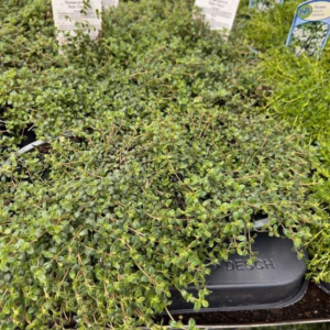 Thymus praecoc 'Pink Chintz' (Kruiptijm)