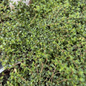 Thymus praecoc 'Pink Chintz' (Kruiptijm)