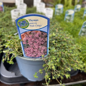 Thymus praecoc 'Pink Chintz' (Kruiptijm)