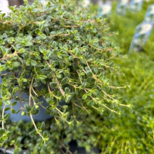 Thymus praecoc 'Pink Chintz' (Kruiptijm)