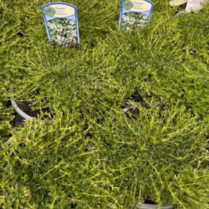 Thymus praecox 'Albiflorus' (Kruiptijm)