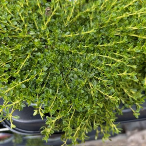 Thymus praecox 'Albiflorus' (Kruiptijm)