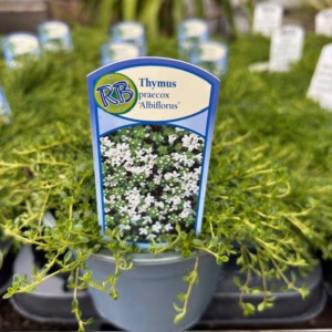 Thymus praecox 'Albiflorus' (Kruiptijm)