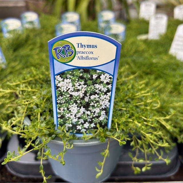 Thymus praecox 'Albiflorus' (Kruiptijm)