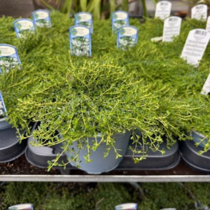 Thymus praecox 'Albiflorus' (Kruiptijm)