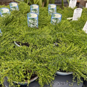 Thymus praecox 'Albiflorus' (Kruiptijm)